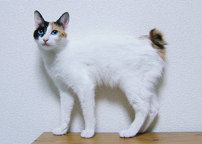 ทำความรู้จัก Japanese Bobtail - - แมวหางกุดสุดน่ารักจากแดนอาทิตย์อุทัย